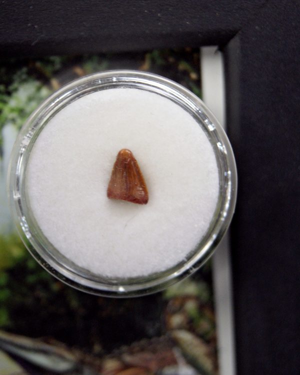 Diente de Hamadasuchus rebouli