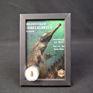 Diente de Elosuchus cherifensis