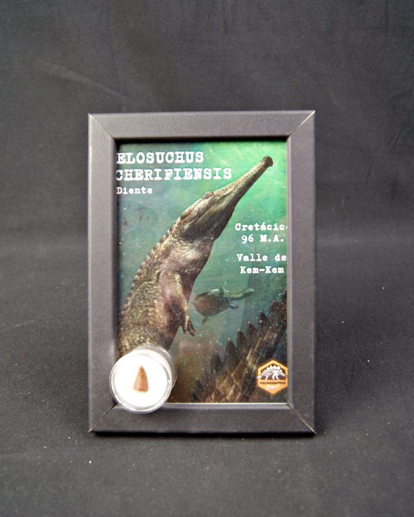 Diente de Elosuchus cherifensis