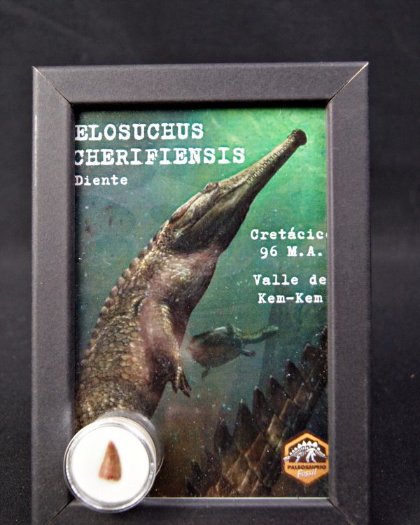 Diente de Elosuchus cherifensis