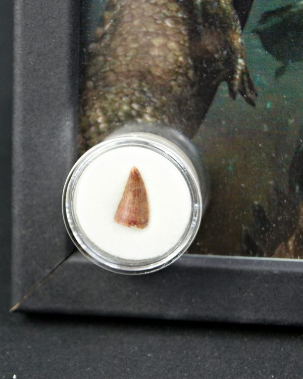 Diente de Elosuchus cherifensis