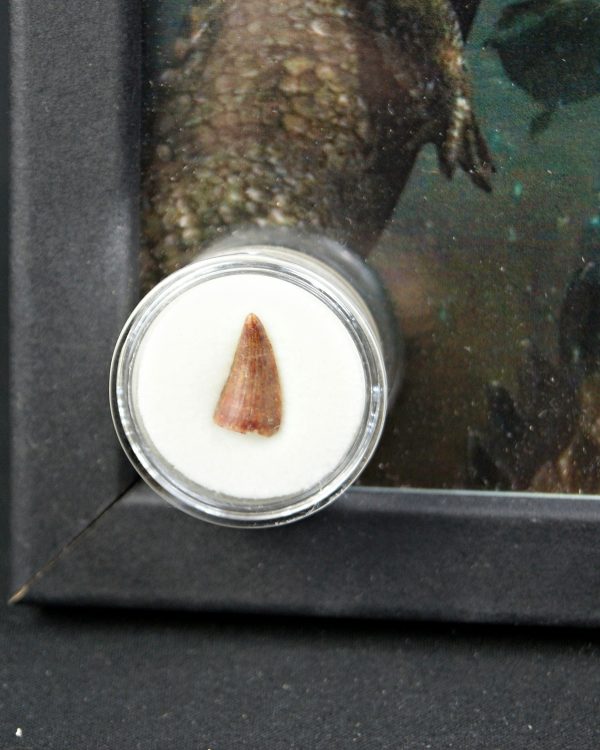 Diente de Elosuchus cherifensis