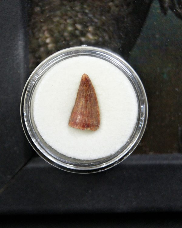 Diente de Elosuchus cherifensis