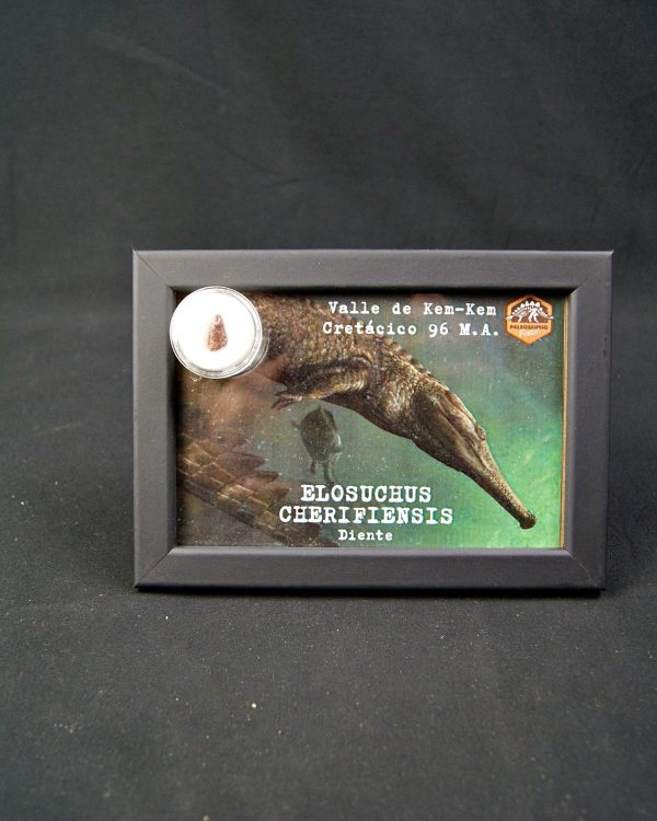 Diente de Elosuchus cherifensis