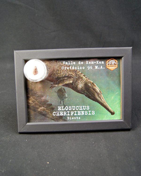 Diente de Elosuchus cherifensis