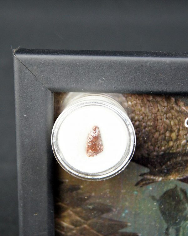 Diente de Elosuchus cherifensis