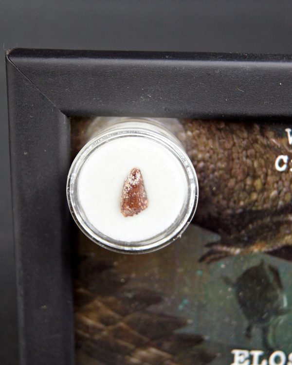 Diente de Elosuchus cherifensis