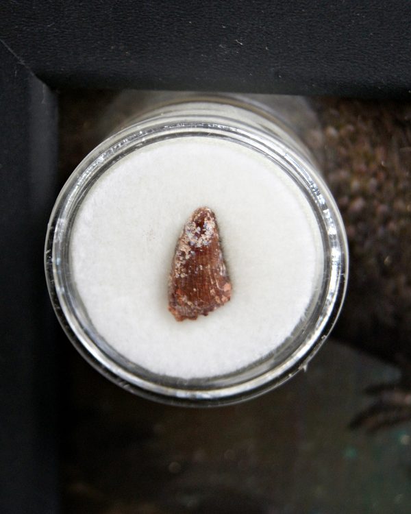 Diente de Elosuchus cherifensis