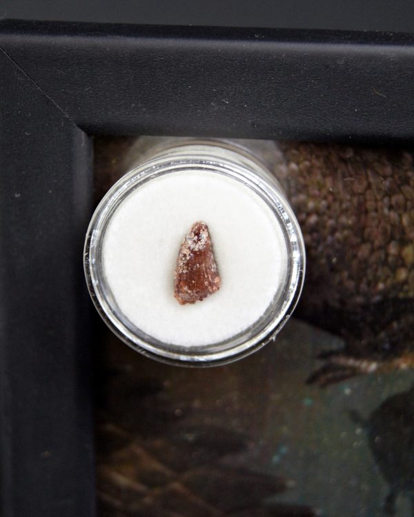 Diente de Elosuchus cherifensis