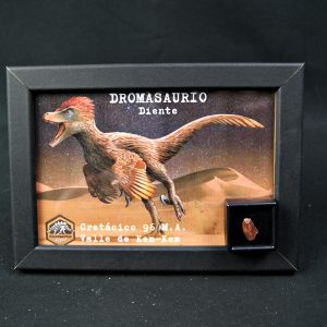 Diente de dromaeosaurio