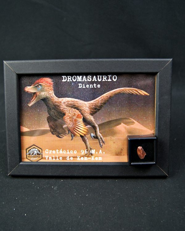 Diente de dromaeosaurio