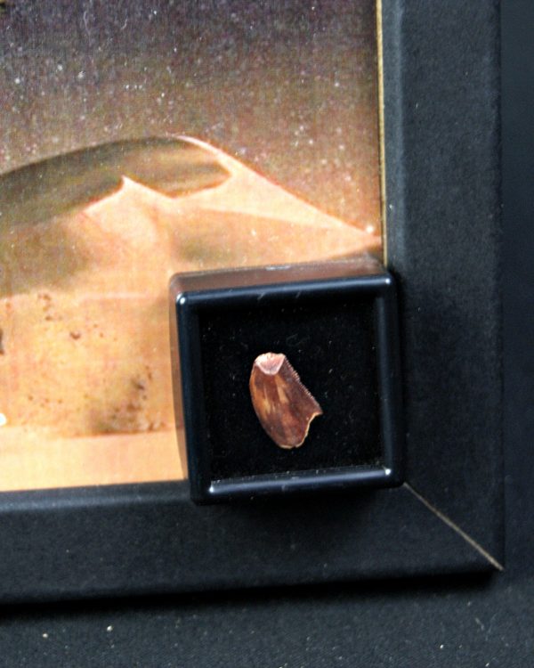 Diente de dromaeosaurio