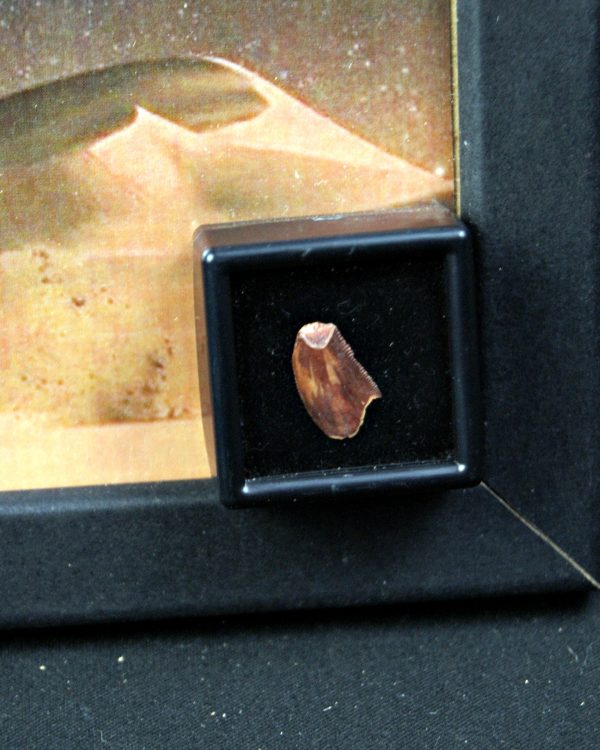 Diente de dromaeosaurio