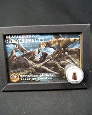 SONY DSC Diente de Elosuchus cherifensis