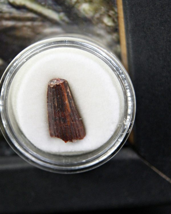 Diente de Elosuchus cherifensis