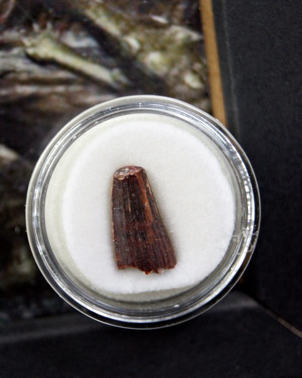 Diente de Elosuchus cherifensis