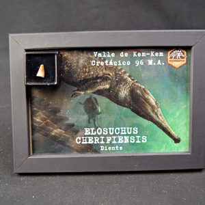 Diente de Elosuchus cherifensis