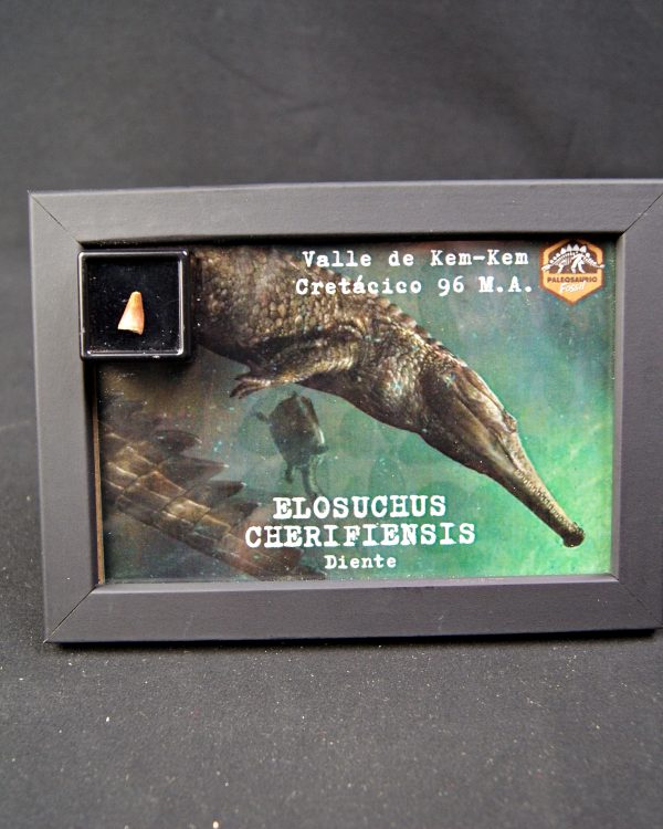Diente de Elosuchus cherifensis