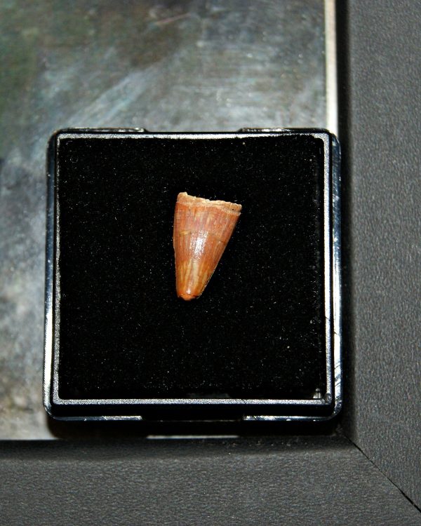 Diente de Elosuchus cherifensis