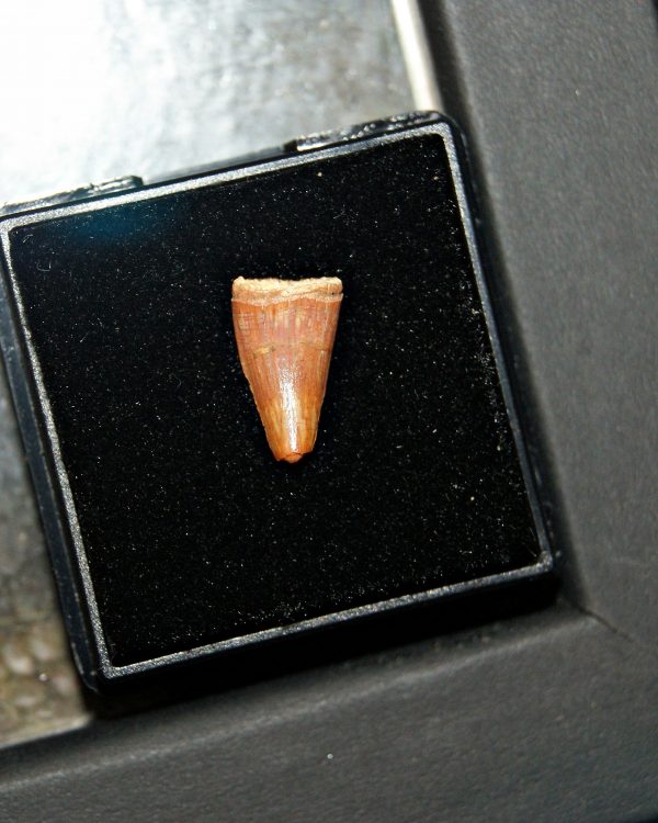 Diente de Elosuchus cherifensis