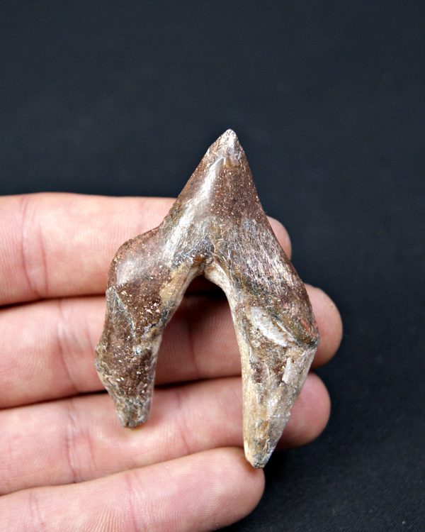 Molar de Basilosaurus