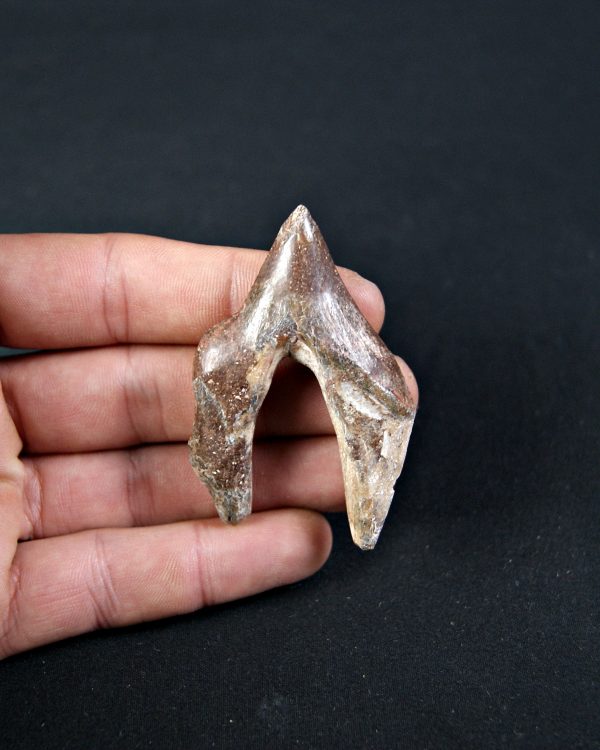 Molar de Basilosaurus