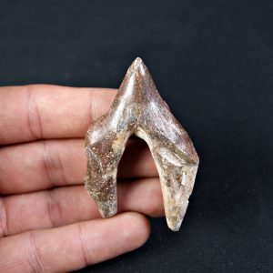 Molar de Basilosaurus