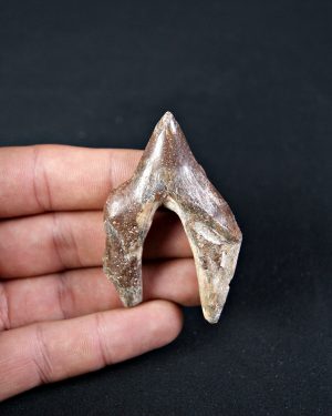 Molar de Basilosaurus