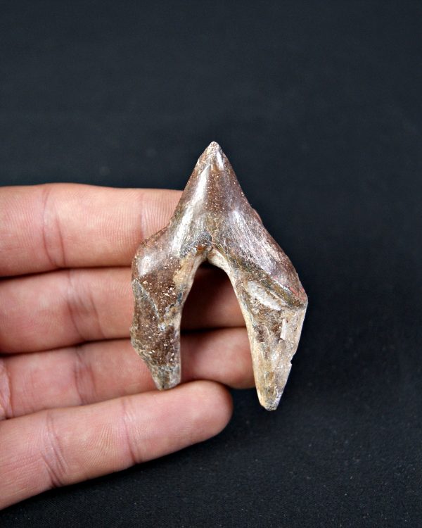 Molar de Basilosaurus