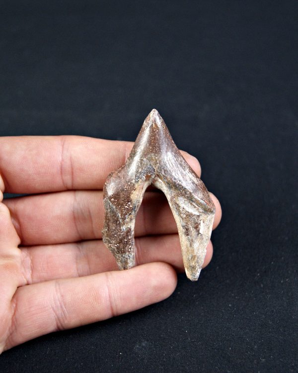 Molar de Basilosaurus