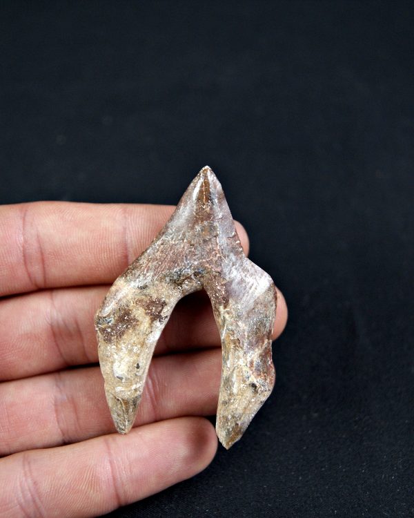Molar de Basilosaurus