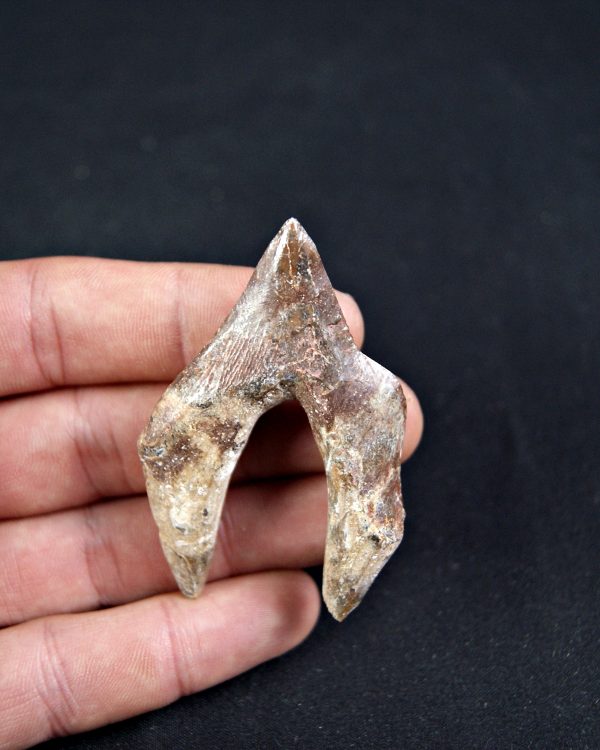 Molar de Basilosaurus