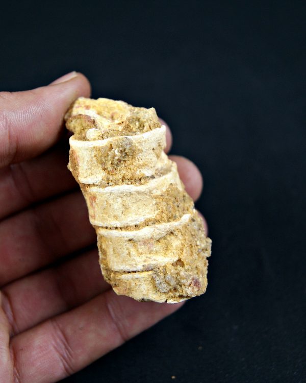 Columna vertebral Onchopristis numidus