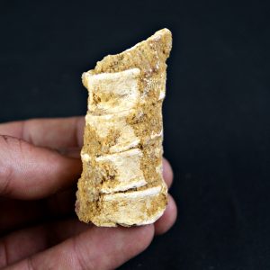 Columna vertebral Onchopristis numidus