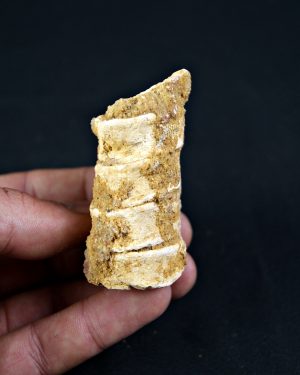 Columna vertebral Onchopristis numidus