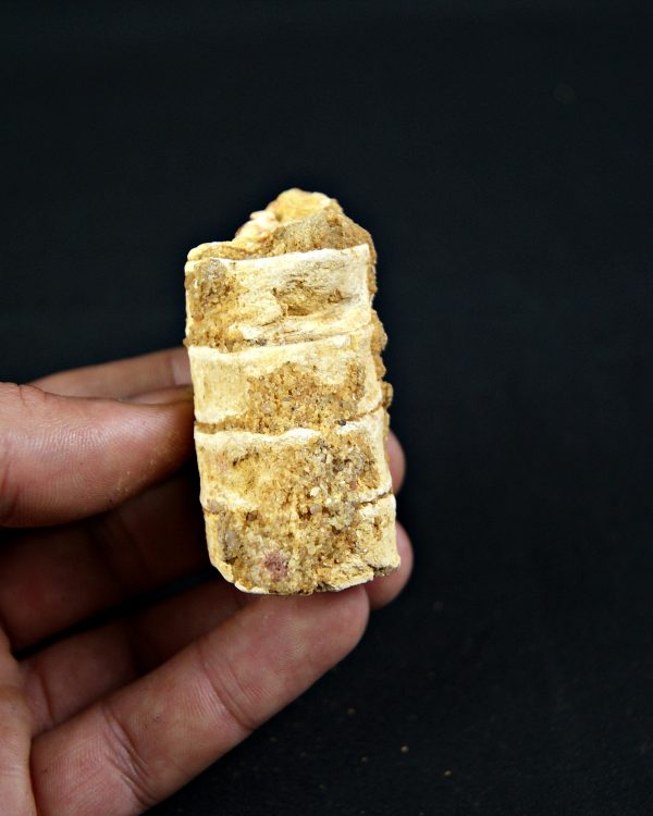 Columna vertebral Onchopristis numidus