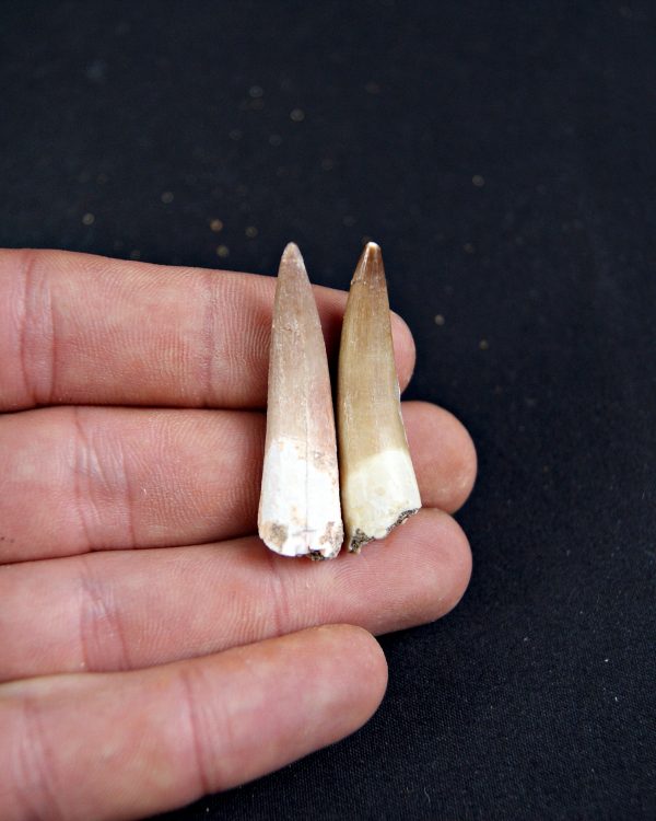 Conjunto de dientes de plesiosaurio