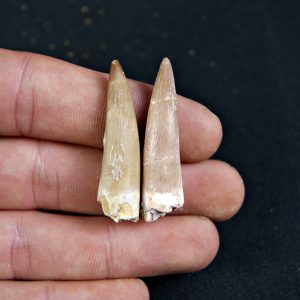 Conjunto de dientes de plesiosaurio