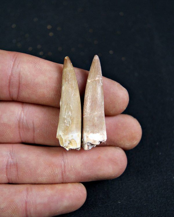 Conjunto de dientes de plesiosaurio