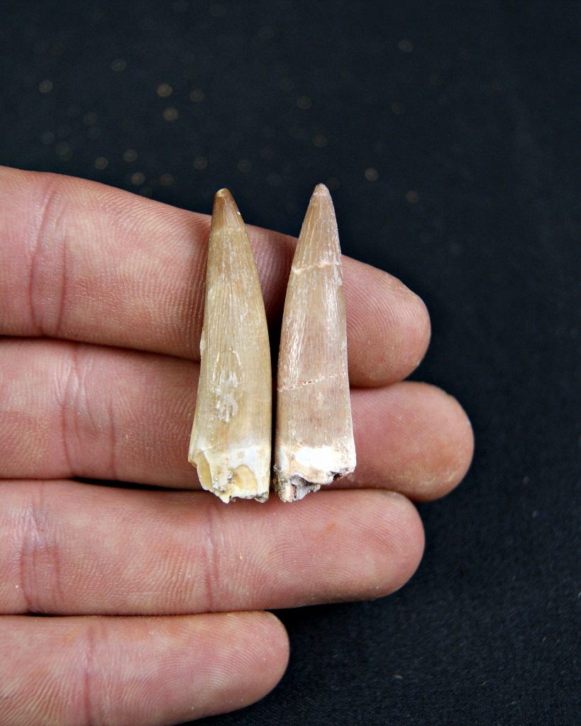 Conjunto de dientes de plesiosaurio
