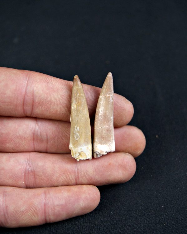 Conjunto de dientes de plesiosaurio