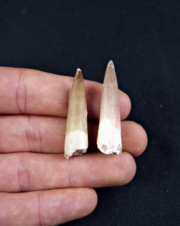 Conjunto de dientes de plesiosaurio