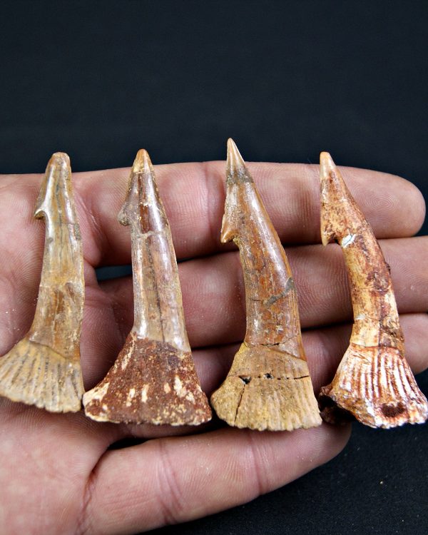 Rostral de Onchopristis numidus (und)