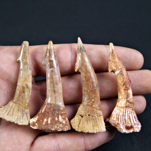 Rostral de Onchopristis numidus (und)