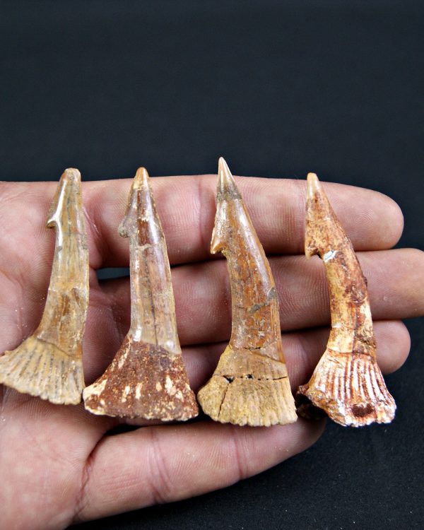 Rostral de Onchopristis numidus (und)