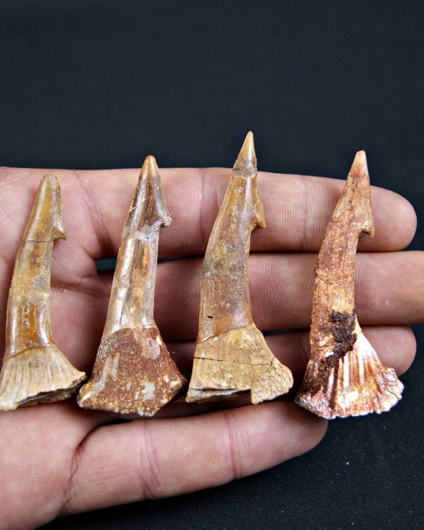 Rostral de Onchopristis numidus (und)