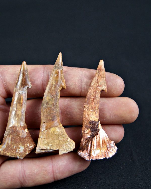 Rostral de Onchopristis numidus (und)