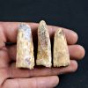 Colección de 3 dientes de Spinosaurus