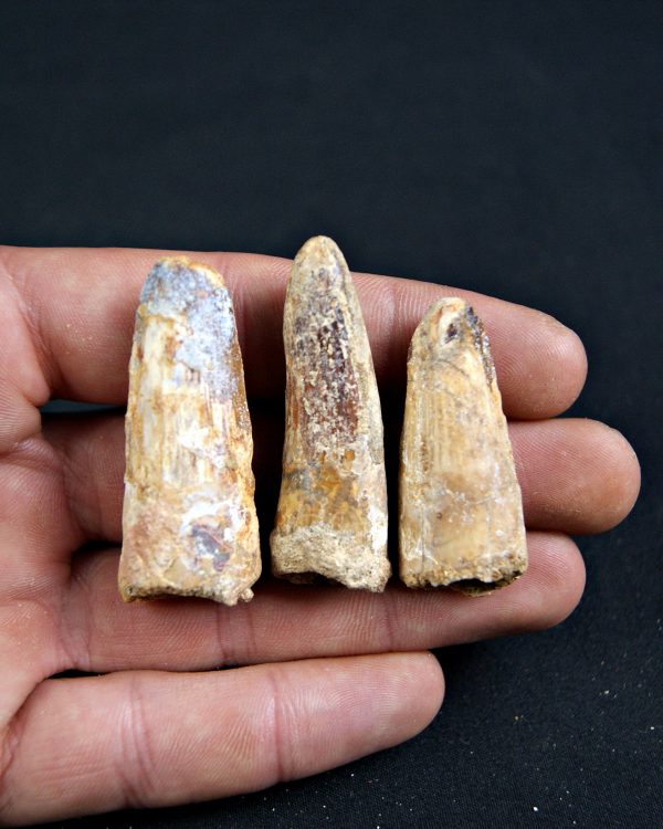 Colección de 3 dientes de Spinosaurus