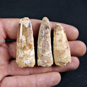 Colección de 3 dientes de Spinosaurus